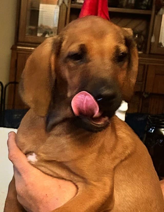 Rhodesian Ridgeback Puppies media 2