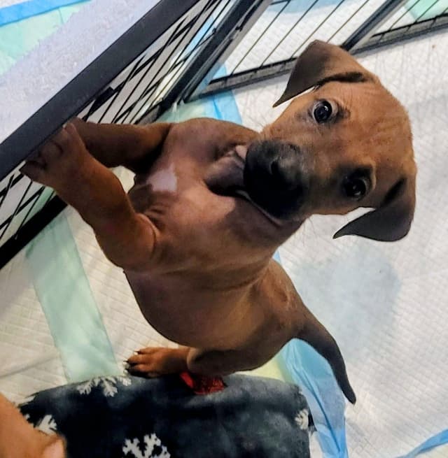 Rhodesian Ridgeback Puppies media 4