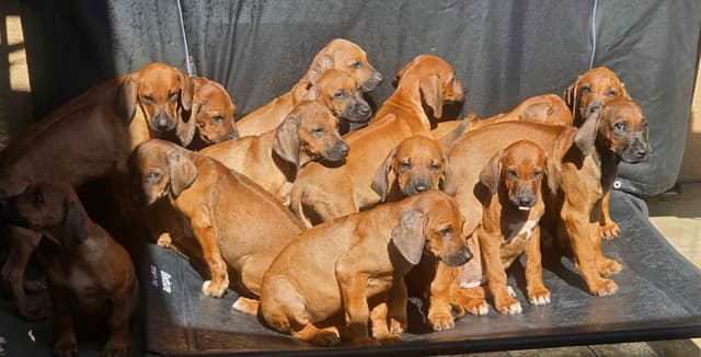 Rhodesian Ridgeback Puppies media 5