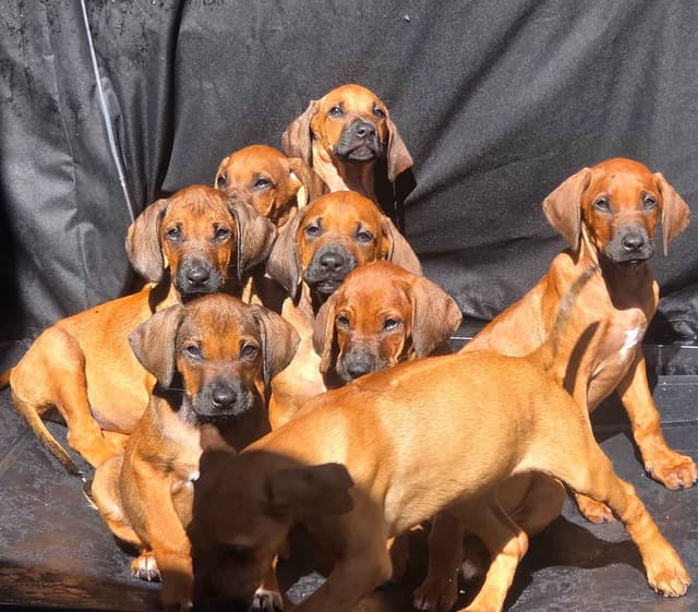 Rhodesian Ridgeback Puppies media 6