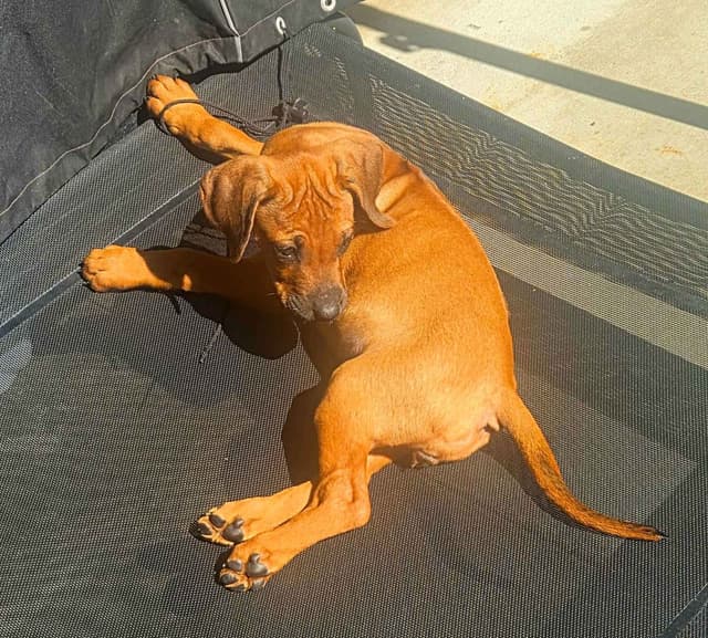 Rhodesian Ridgeback Puppies media 9