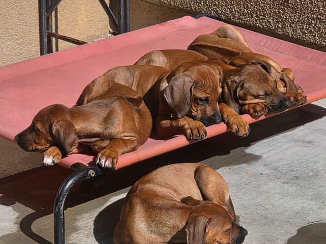 Rhodesian Ridgeback Puppies media 8