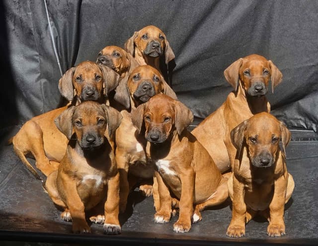 Rhodesian Ridgeback Puppies media 10