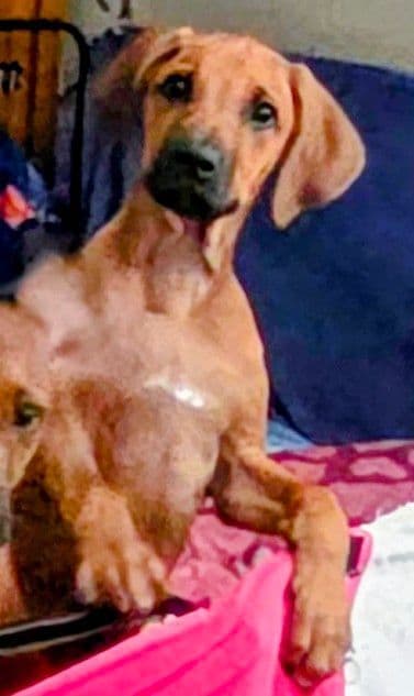 Rhodesian Ridgeback Puppies breeder image 23