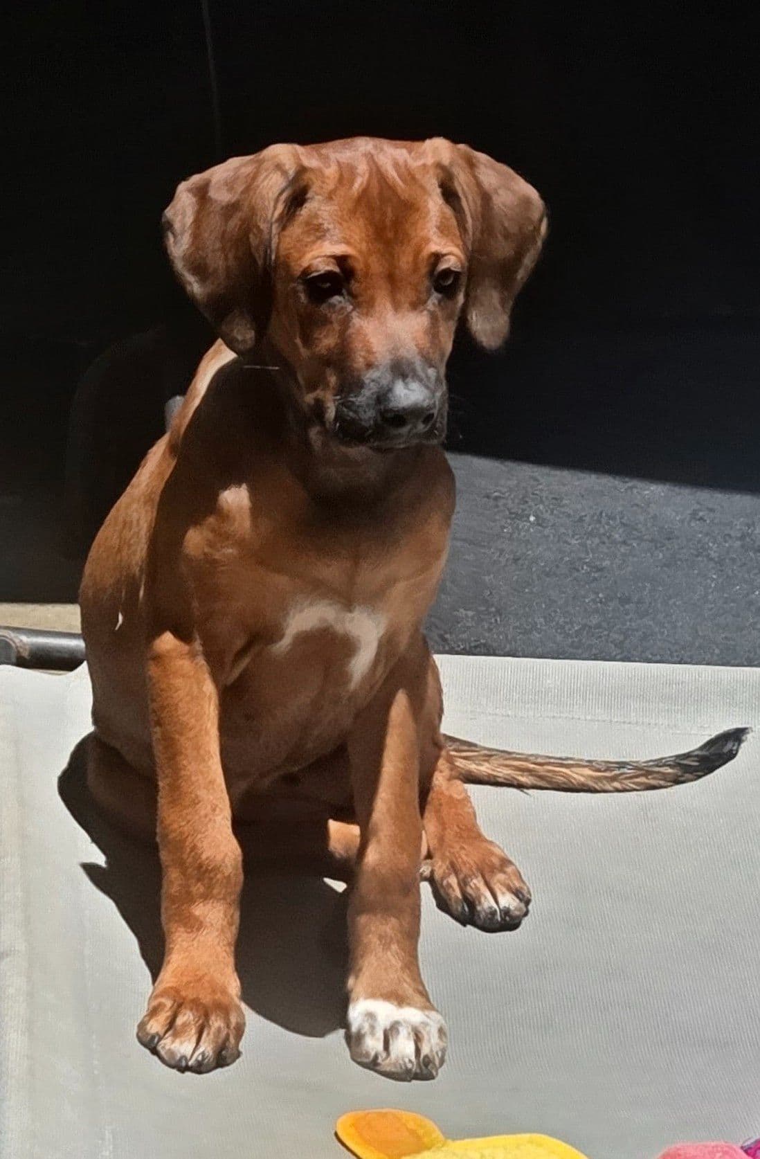 Rhodesian Ridgeback Puppies breeder image 25