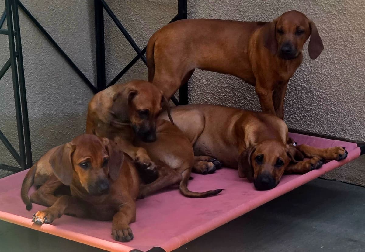 Rhodesian Ridgeback Puppies breeder image 26