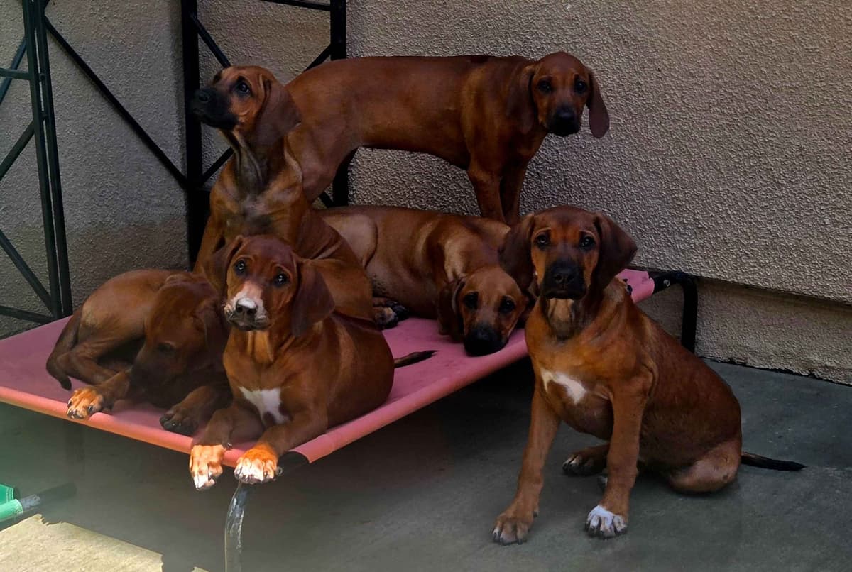 Rhodesian Ridgeback Puppies breeder image 2