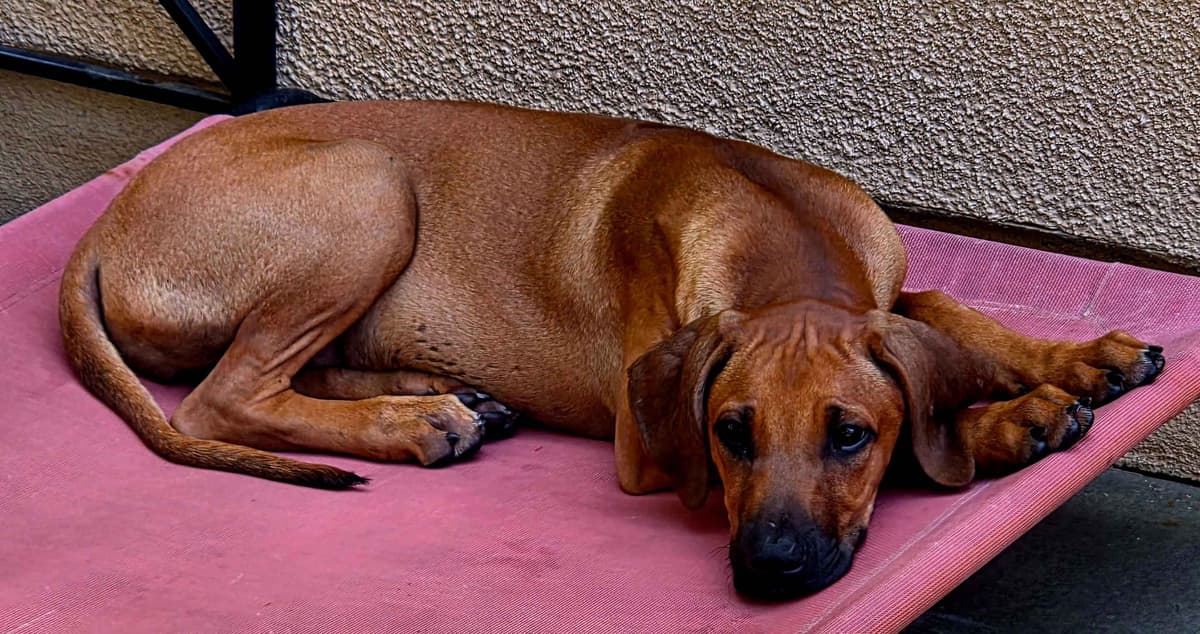 Rhodesian Ridgeback Puppies breeder image 27