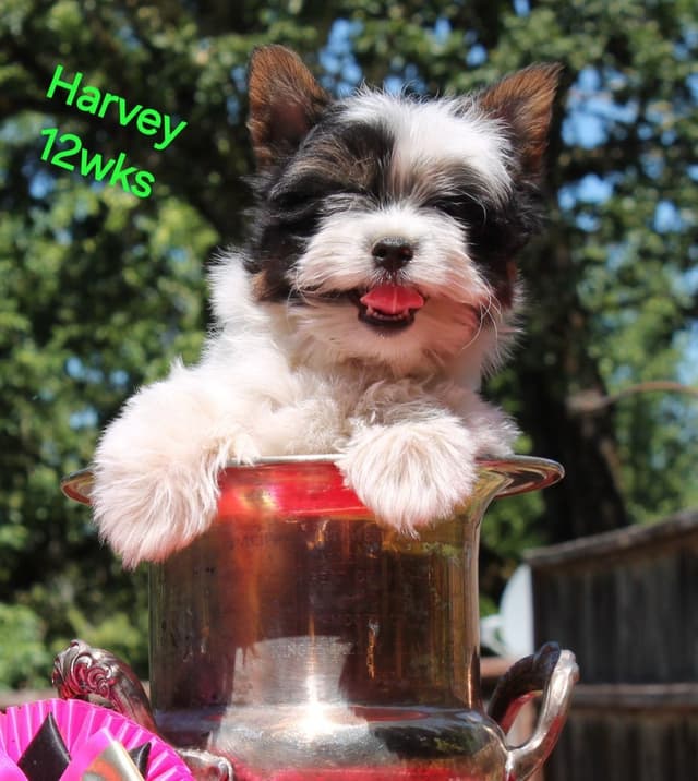 Biewer Terrier Puppies media 2