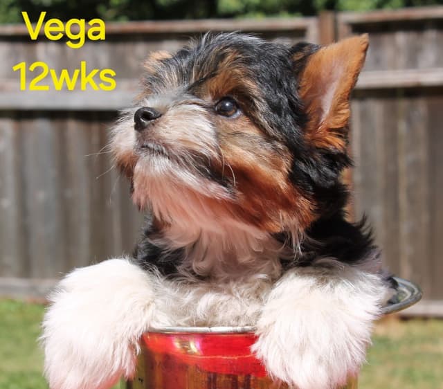 Biewer Terrier Puppies media 3