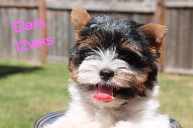 Biewer Terrier Puppies media 4