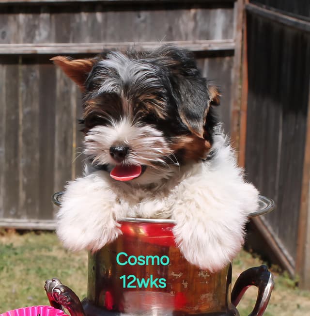 Biewer Terrier Puppies media 5