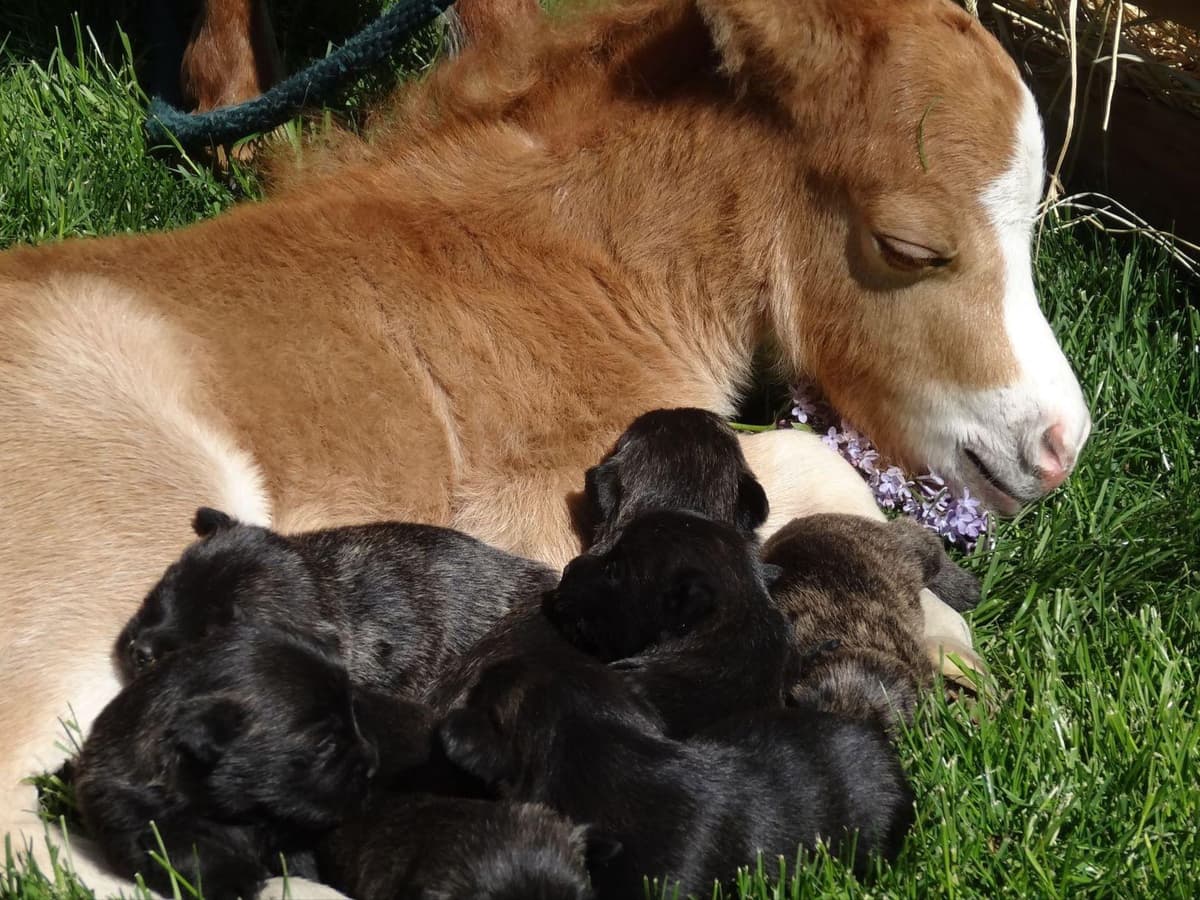 Cairn Terrier Puppies breeder image 5