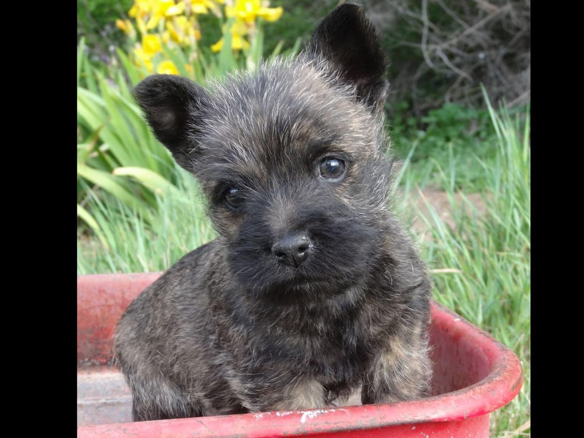 Cairn Terrier Puppies breeder image 7