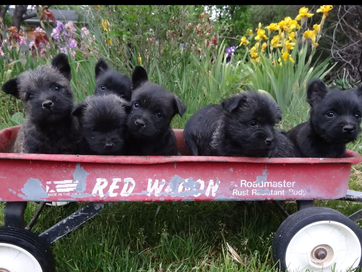 Cairn Terrier Puppies breeder image 8
