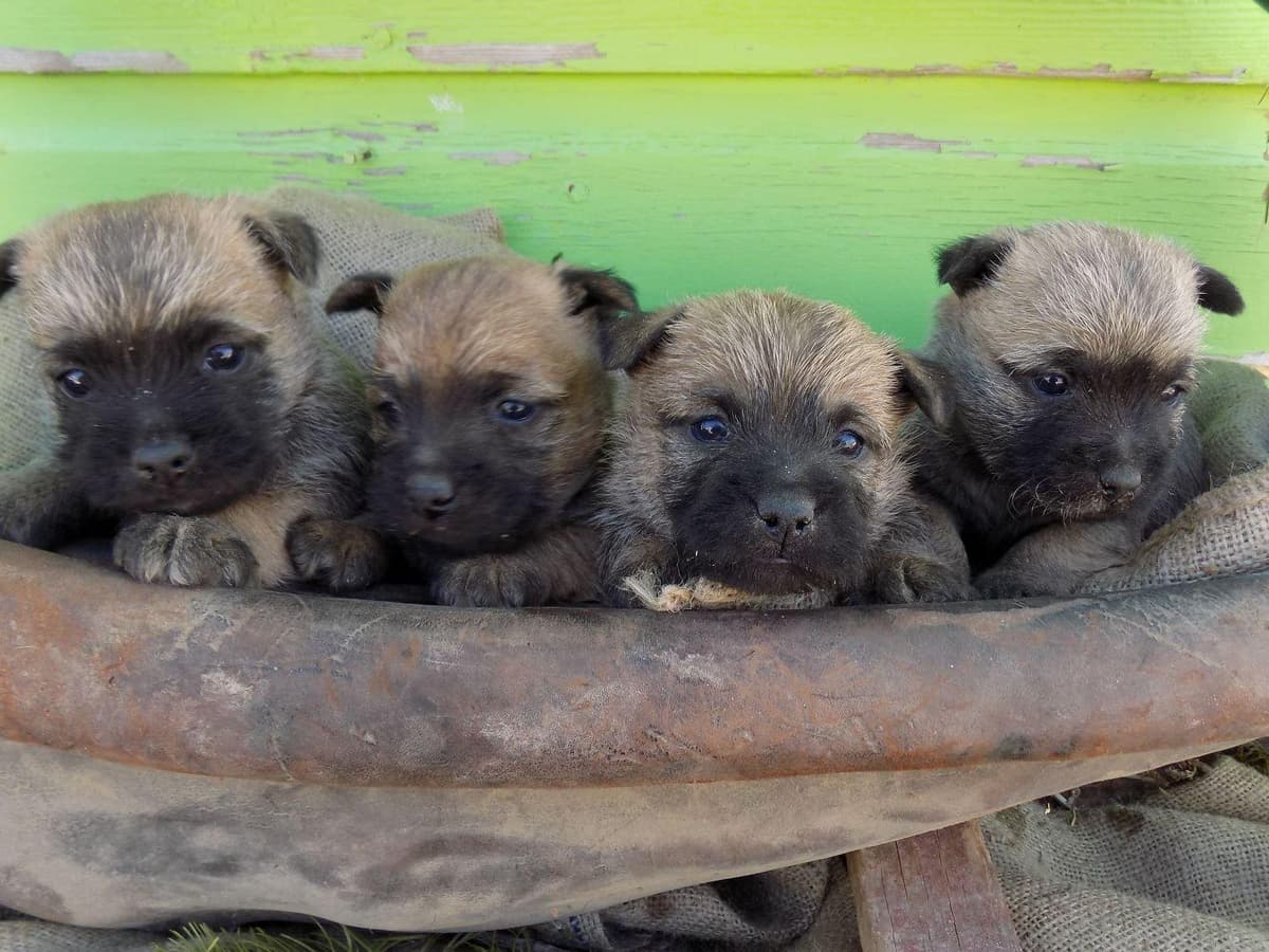 Cairn Terrier Puppies breeder image 9