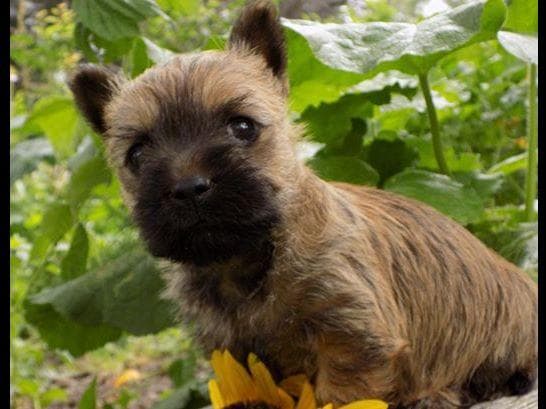 Cairn Terrier Puppies breeder image 3