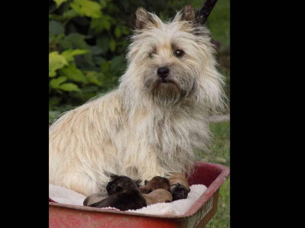 Cairn Terrier Puppies breeder image 2