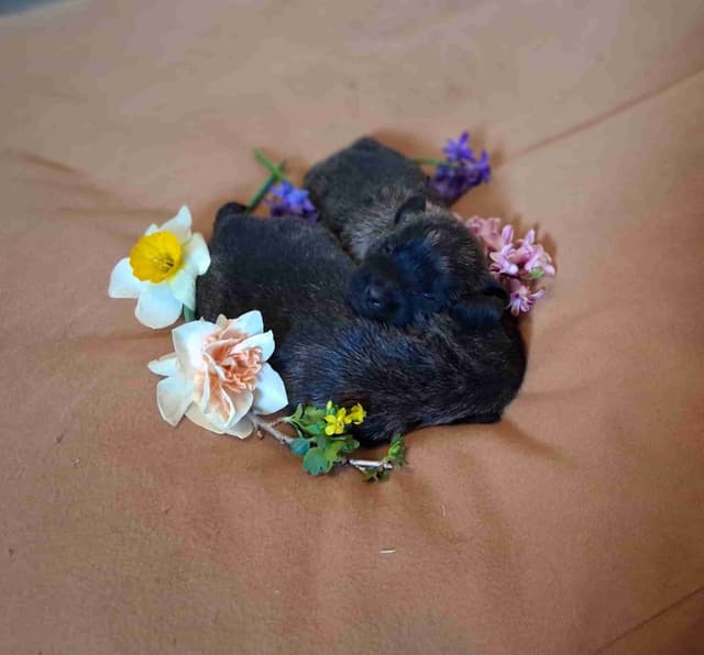 Cairn Terrier Puppies media 2