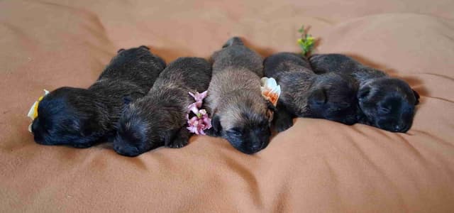 Cairn Terrier Puppies media 3