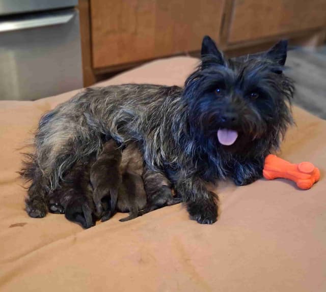 Cairn Terrier Puppies media 4