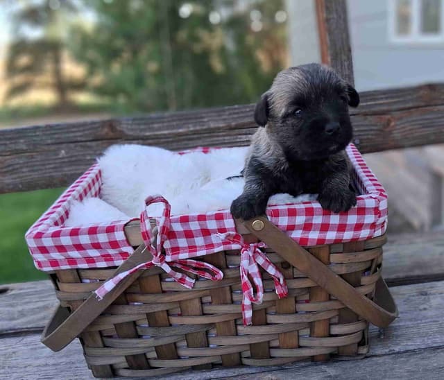 Cairn Terrier Puppies media 6