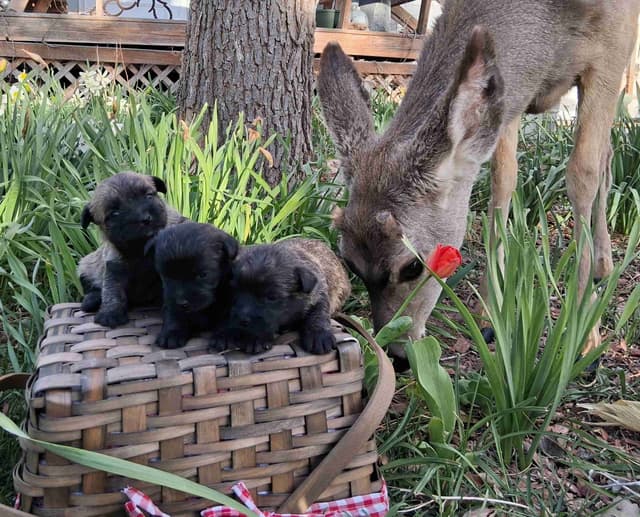 Cairn Terrier Puppies media 8