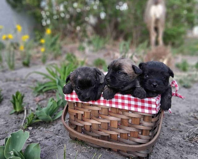 Cairn Terrier Puppies media 10