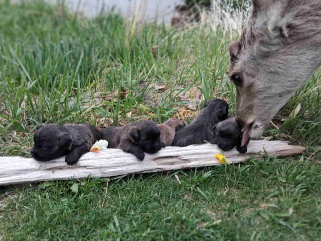 Cairn Terrier Puppies media 11