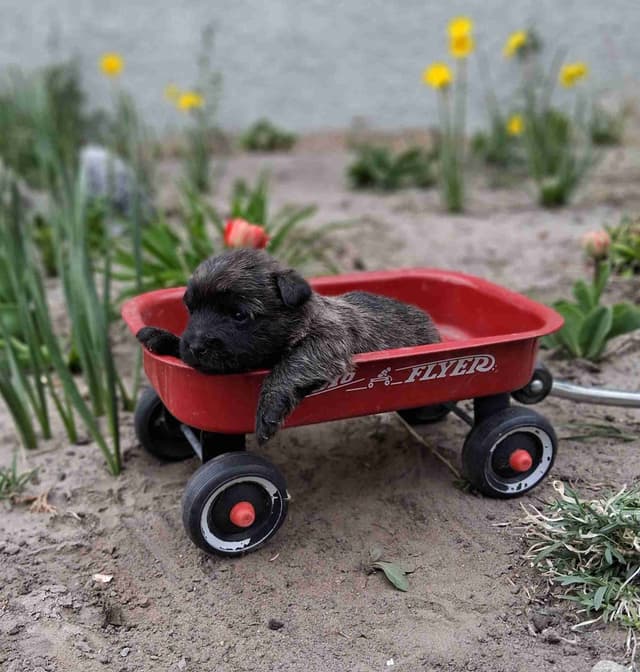 Cairn Terrier Puppies media 12