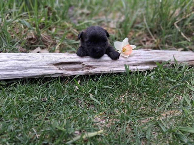 Cairn Terrier Puppies media 13