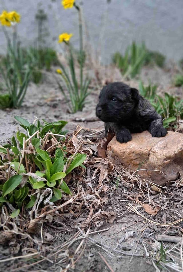 Cairn Terrier Puppies media 14