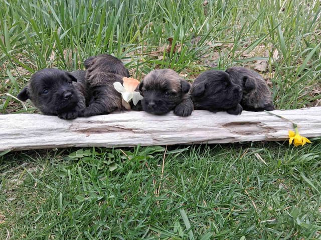 Cairn Terrier Puppies media 15