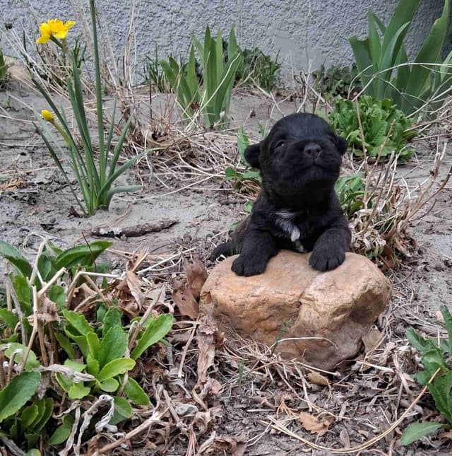 Cairn Terrier Puppies media 16