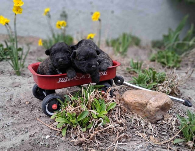 Cairn Terrier Puppies media 17