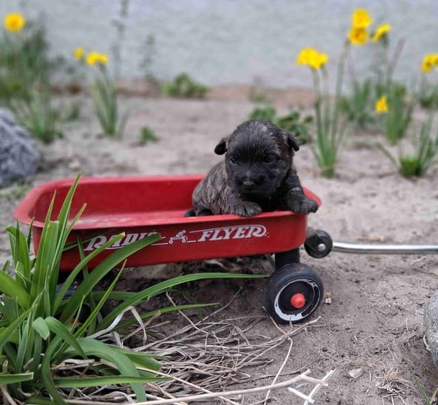 Cairn Terrier Puppies media 18