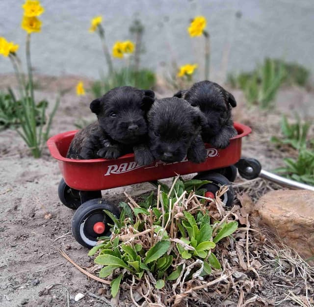 Cairn Terrier Puppies media 19