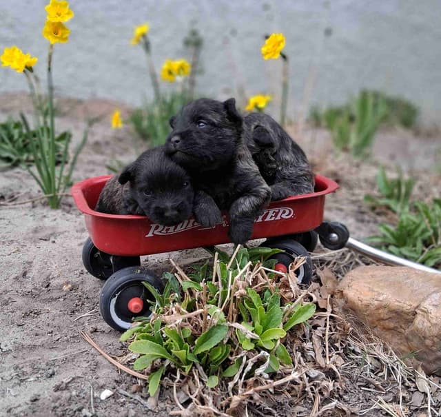 Cairn Terrier Puppies media 20