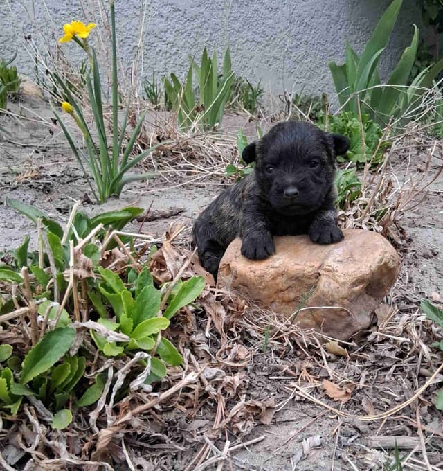 Cairn Terrier Puppies media 21