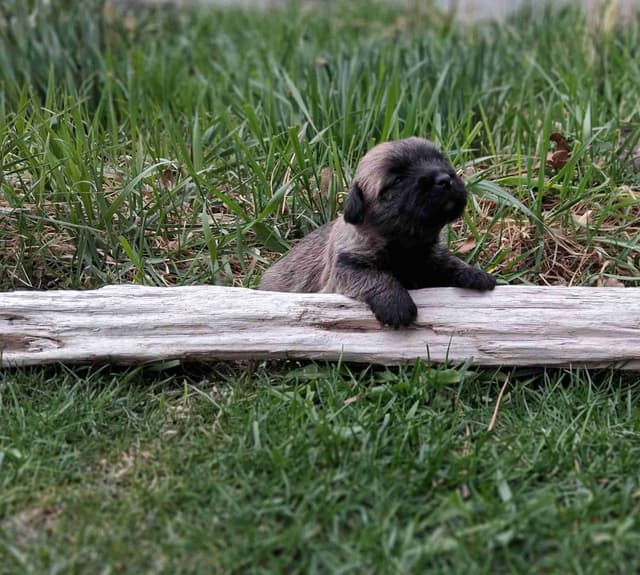 Cairn Terrier Puppies media 22