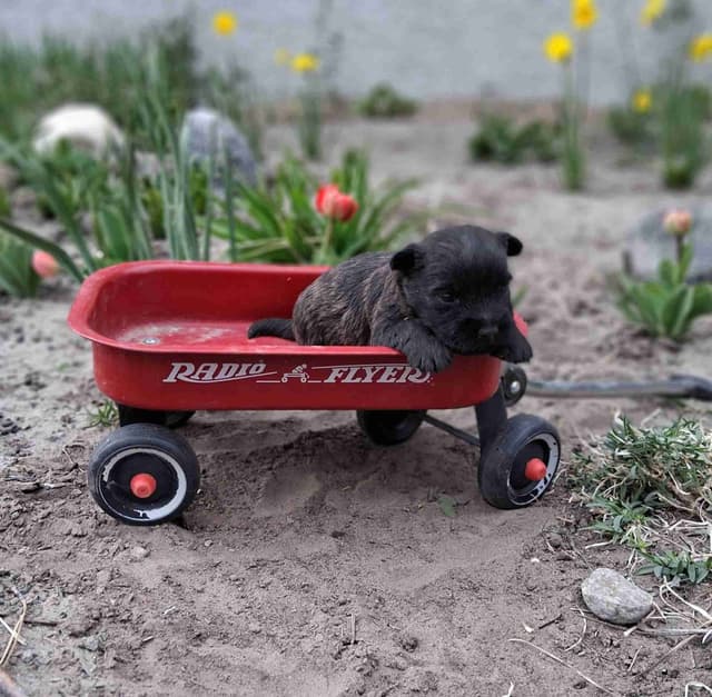 Cairn Terrier Puppies media 23
