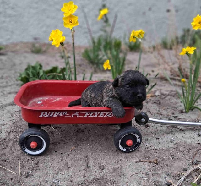Cairn Terrier Puppies media 24