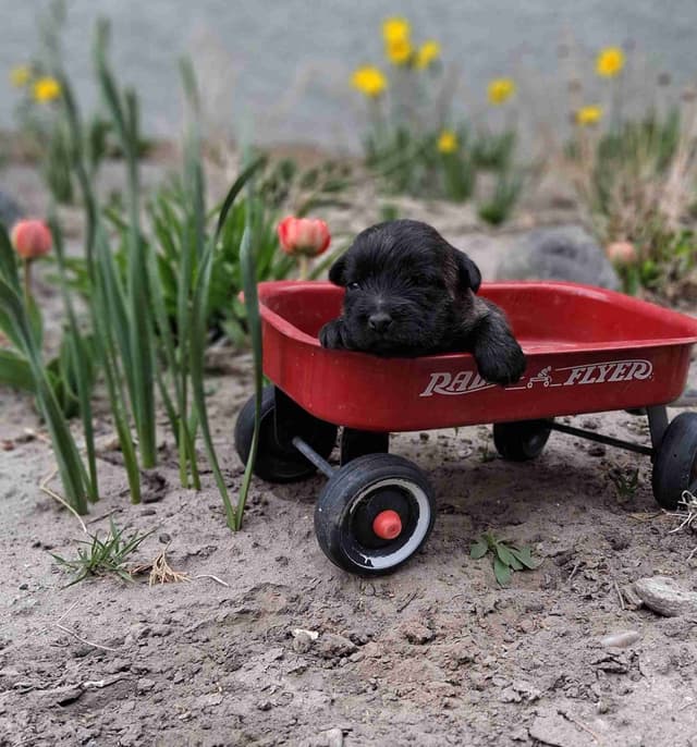 Cairn Terrier Puppies media 25