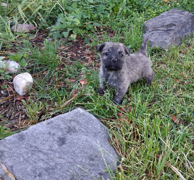 Cairn Terrier Puppies media 2