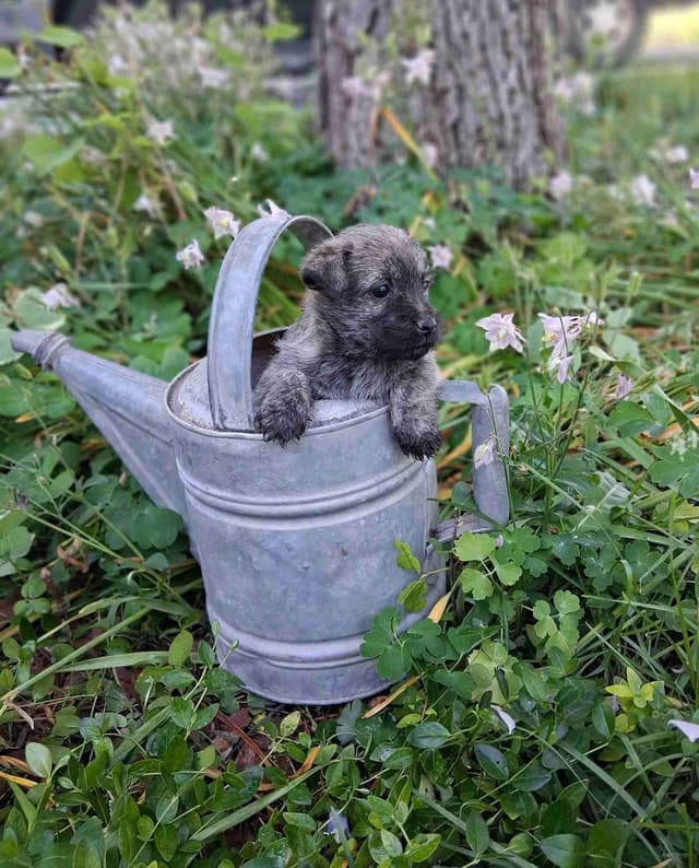Cairn Terrier Puppies media 3