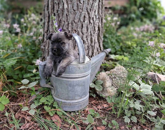 Cairn Terrier Puppies media 4