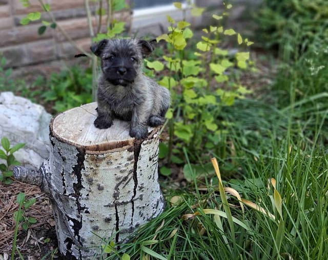 Cairn Terrier Puppies media 6