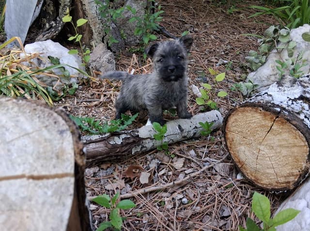 Cairn Terrier Puppies media 7