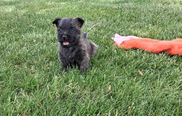 Cairn Terrier Puppies media 9