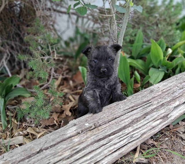 Cairn Terrier Puppies media 10